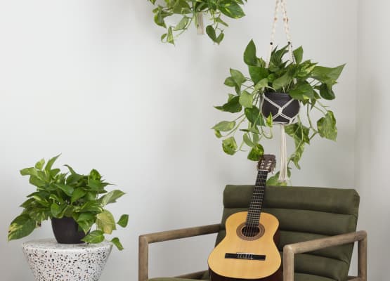 popular hanging houseplants