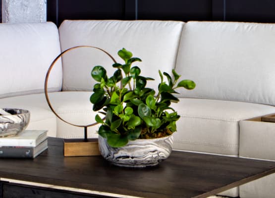 popular houseplant decor