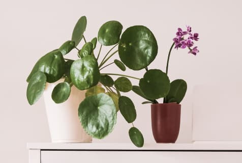 popular ideas for houseplants