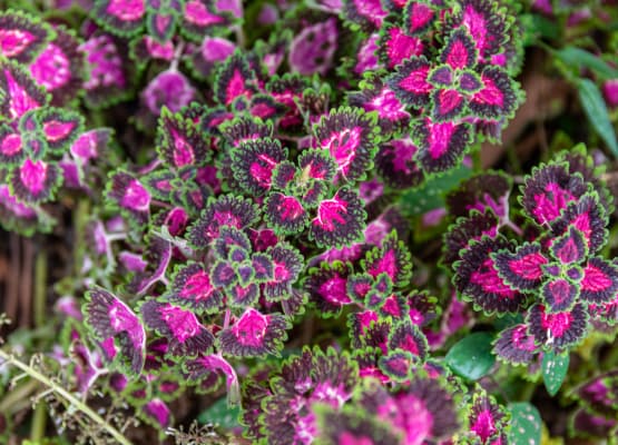 coleus