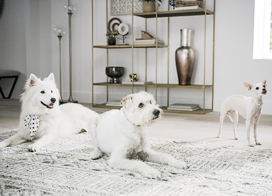 pets survey white dogs