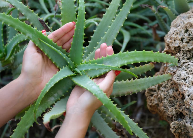 aloe