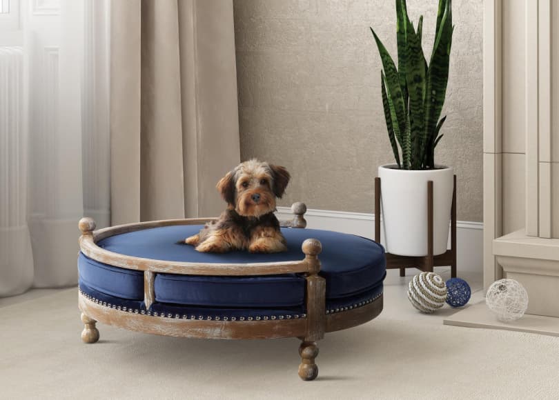 trendy pet furniture