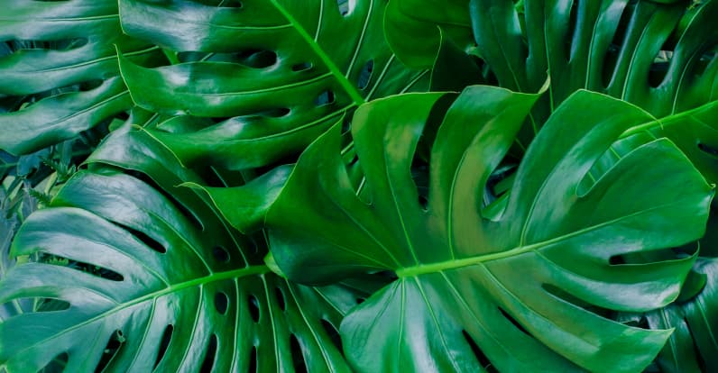 poolside leaves decor