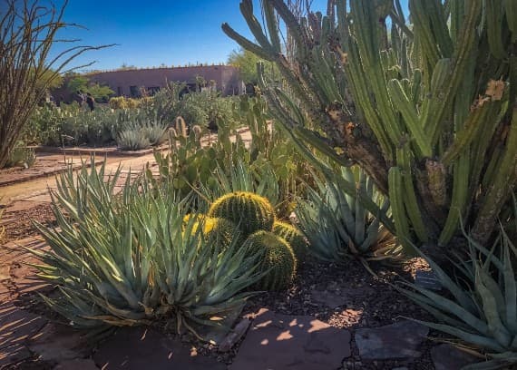 desert botanical garden