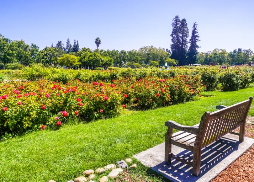 municipal rose garden san jose ca